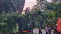 Tim SAR Brimob Bone Evakuasi Pohon Tumbang, Danyon Ichsan; Wujud Bhakti Brimob Untuk Masyarakat