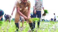 Optimalisasi Lahan Tidur, Bupati Bone Andi Asman Lakukan Tanam Padi Perdana serta Serahkan Sejumlah Bantuan
