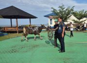 KUPP Kelas I Molawe Menyerahkan Bantuan 10 Ekor Sapi Kurban di Tingkat Kecamatan
