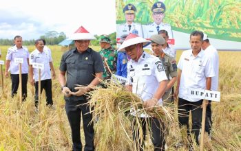 Bupati Andi Asman Sulaiman Turun ke Sawah, Ucapannya Buat Petani Tersenyum Lega