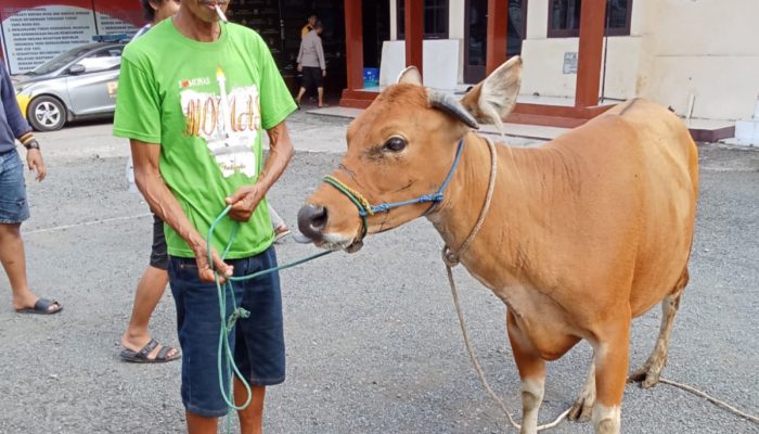 Sapi Curian Berpindah Tangan Tiga Kali, Polisi Bongkar Modus Saat Warga Salat Jumat