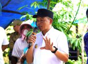 Panen Raya Jagung Hibrida di Desa Tetehaka, Bukti Komitmen Pemda Konawe Perkuat Sektor Pertanian